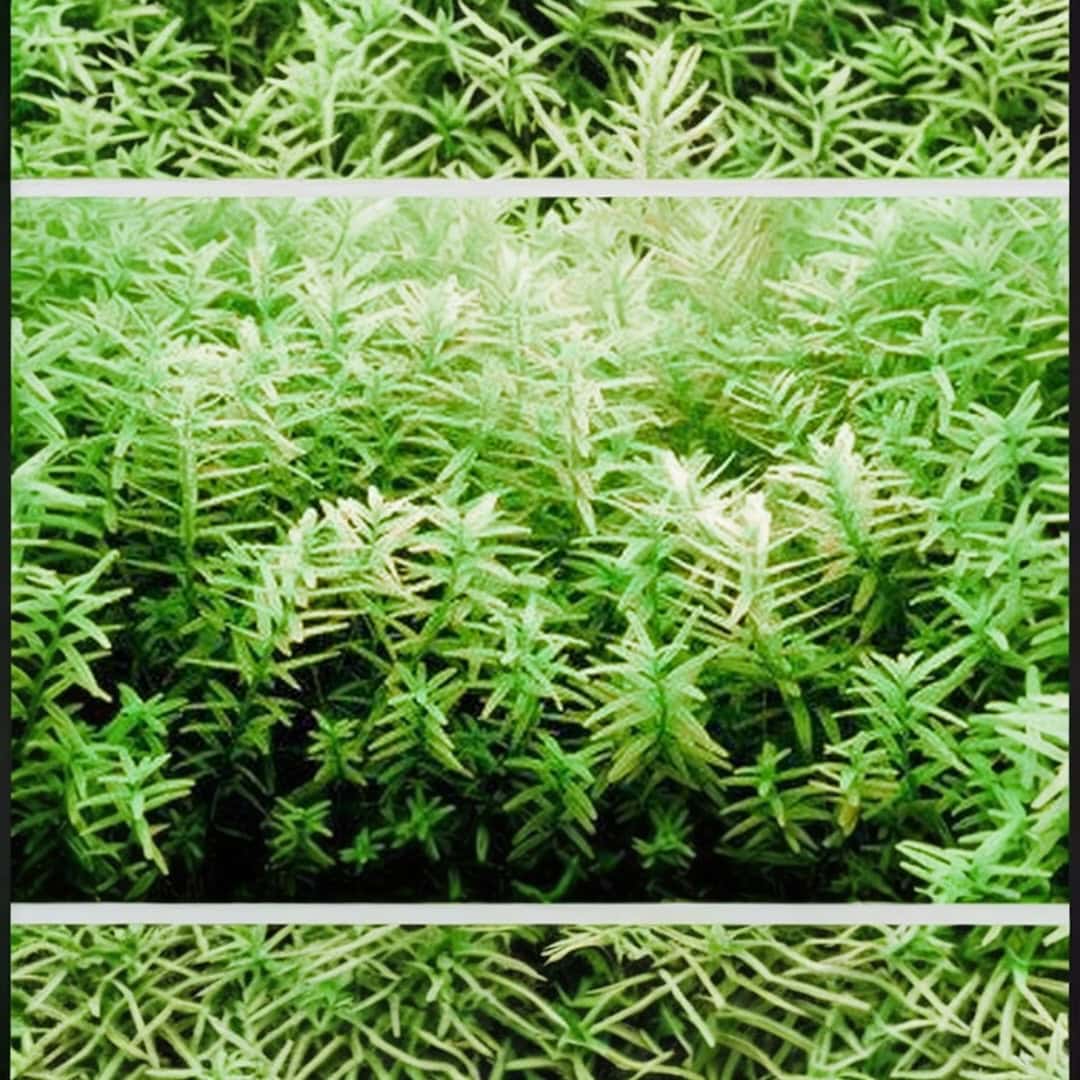 H.E.L.P Advanced Soil For Plants 8 L 3.jpg