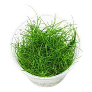 Photoroom 20251125 200926