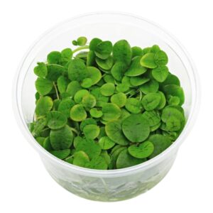 Photoroom 20251125 204142