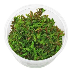 Photoroom 20251125 204903