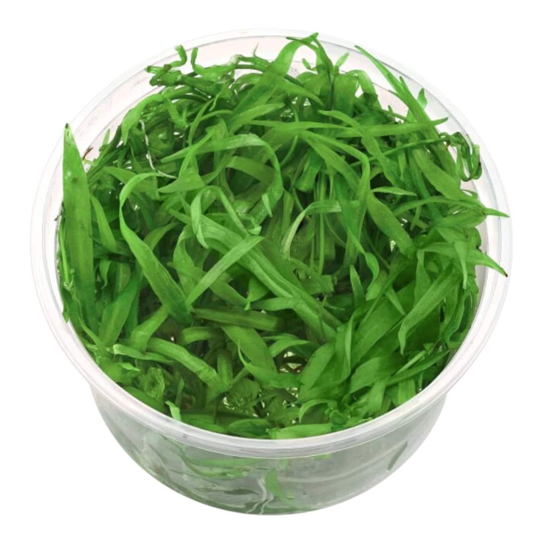 Photoroom 20251126 184034