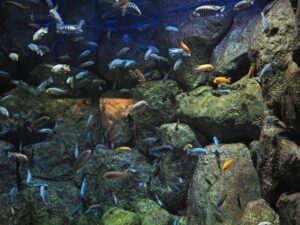 beautiful bright fish in a large saltwater aquari 2024 05 27 02 17 59 utc