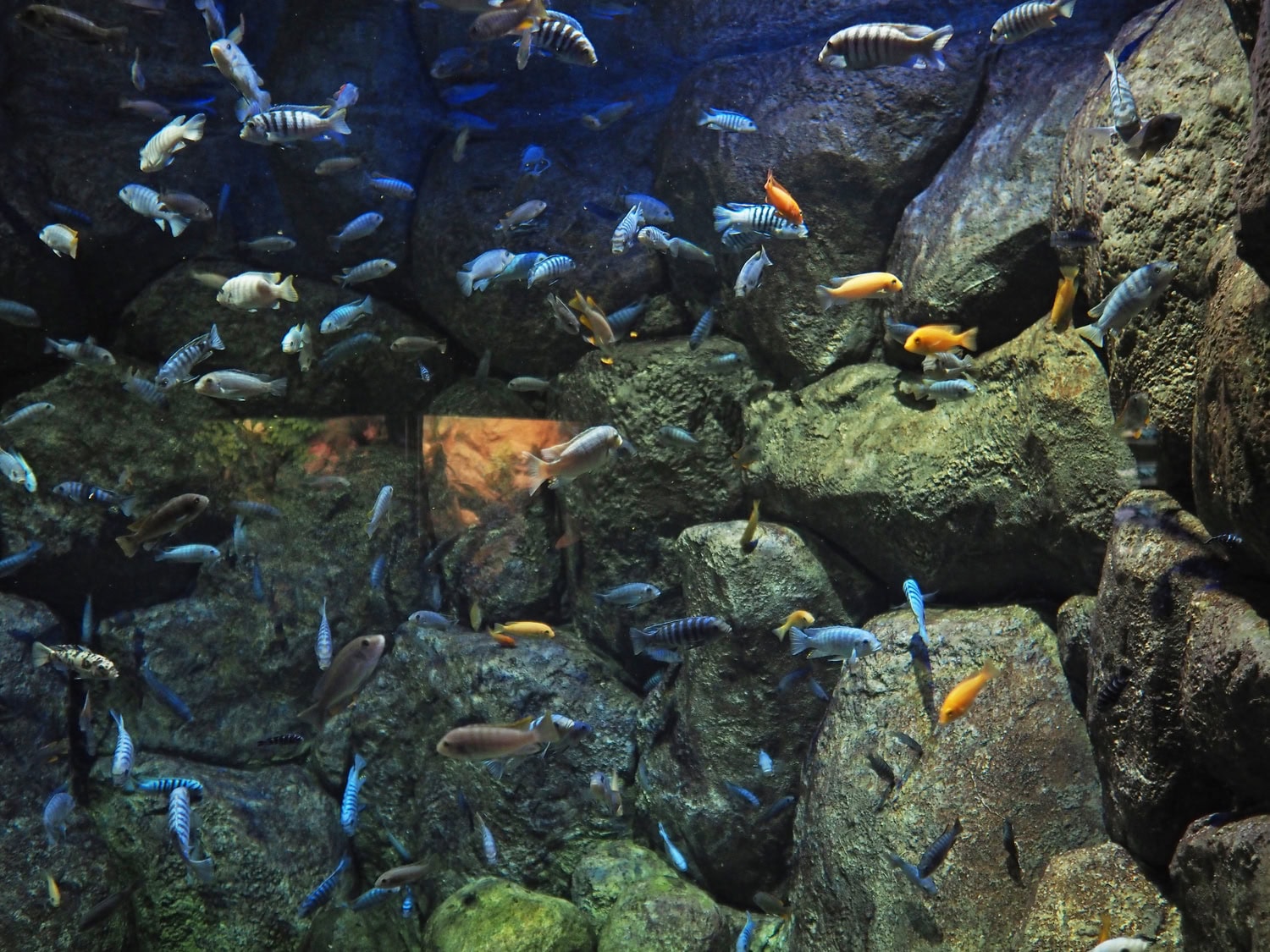 beautiful bright fish in a large saltwater aquari 2024 05 27 02 17 59 utc