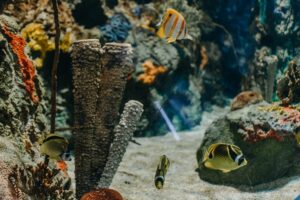 fish in an aquarium 2024 12 01 13 35 41 utc