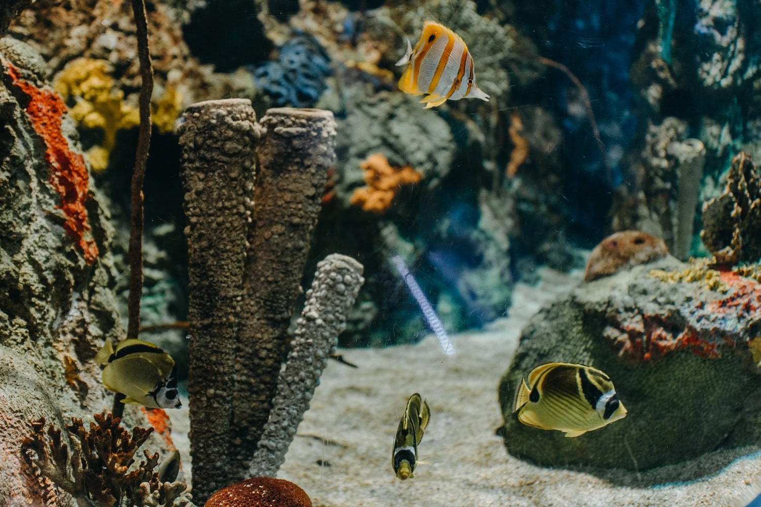 fish in an aquarium 2024 12 01 13 35 41 utc