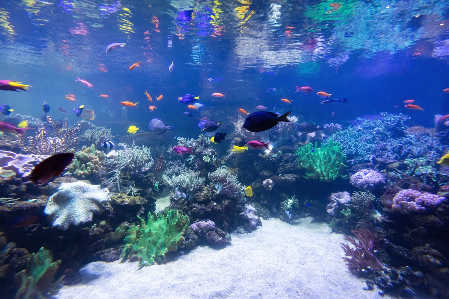 underwater coral reef and fish 2025 03 27 01 58 32 utc