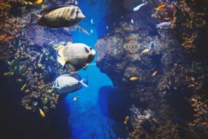 underwater view on colorful sea fishes inhabiting 2025 01 07 06 59 12 utc