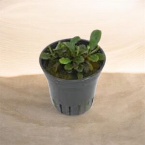 Bucephalandra SP Mini Red