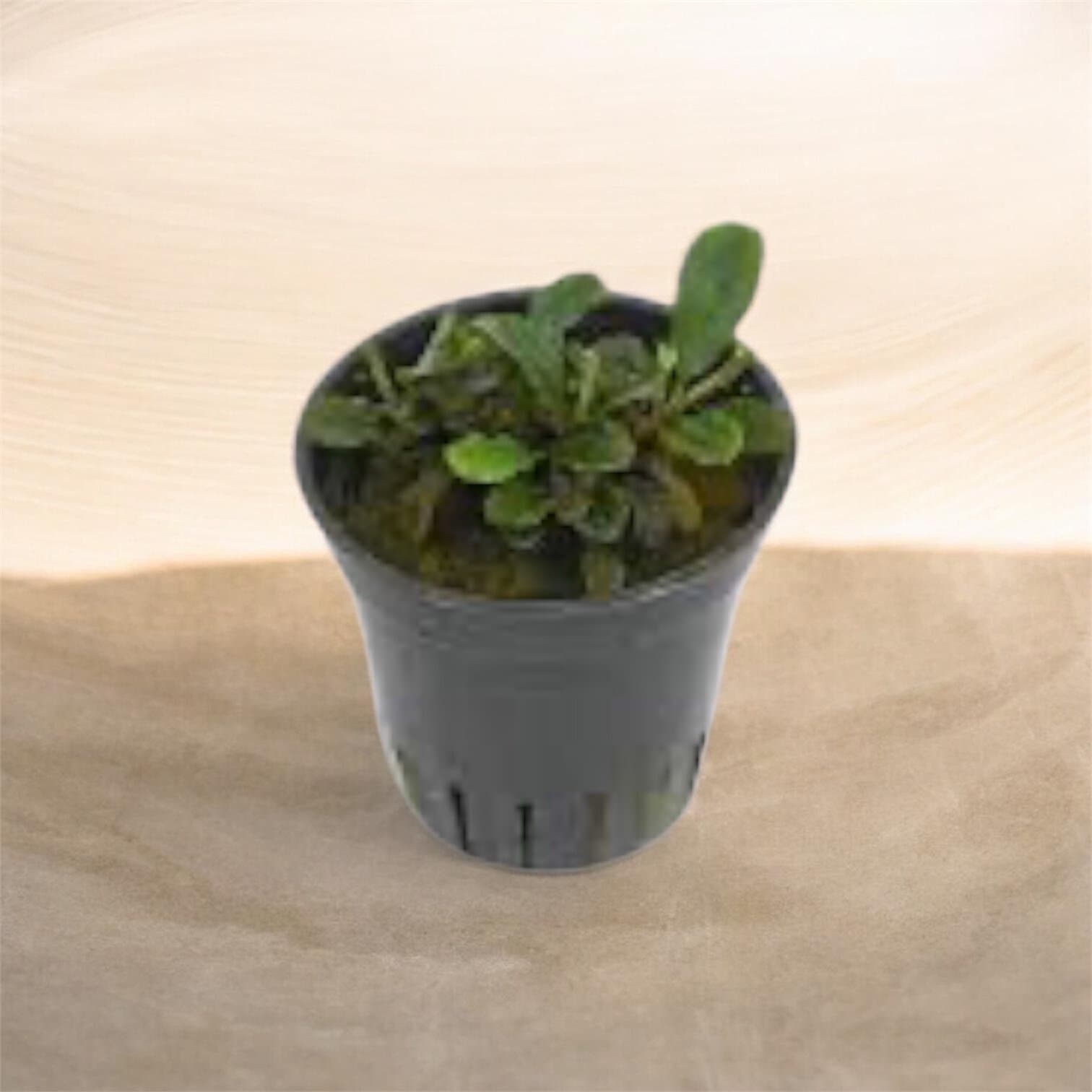 Bucephalandra SP Mini Red